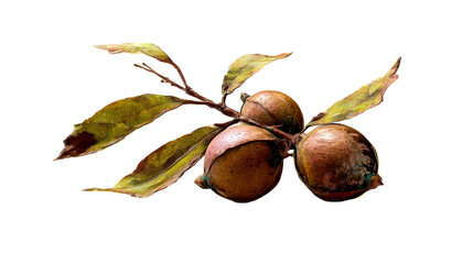 Wall Mural - Three brown dried seed pods with textured leaves on a branch isolated on white, cut out transparent