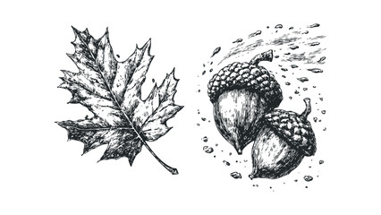 Wall Mural - Hand Drawn Oak Leaf and Acorns with Stylized Motion Lines. Vector hand drawn illustration