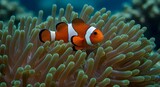 Clownfish in sea anemone