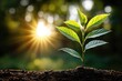 © Echo - Young plant sprout in rich soil, backlit by a rising sun