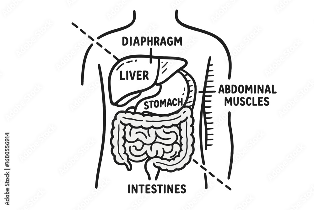 Abdomen Anatomy Doodle. Hand-drawn doodle illustration abdomen cross ...