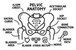 © Coosh448 - Pelvic Anatomy Illustration. Hand-drawn doodle illustration pelvic anatomy pelvis structure, ilium crest, pubic bone, ischial