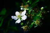 white rubus