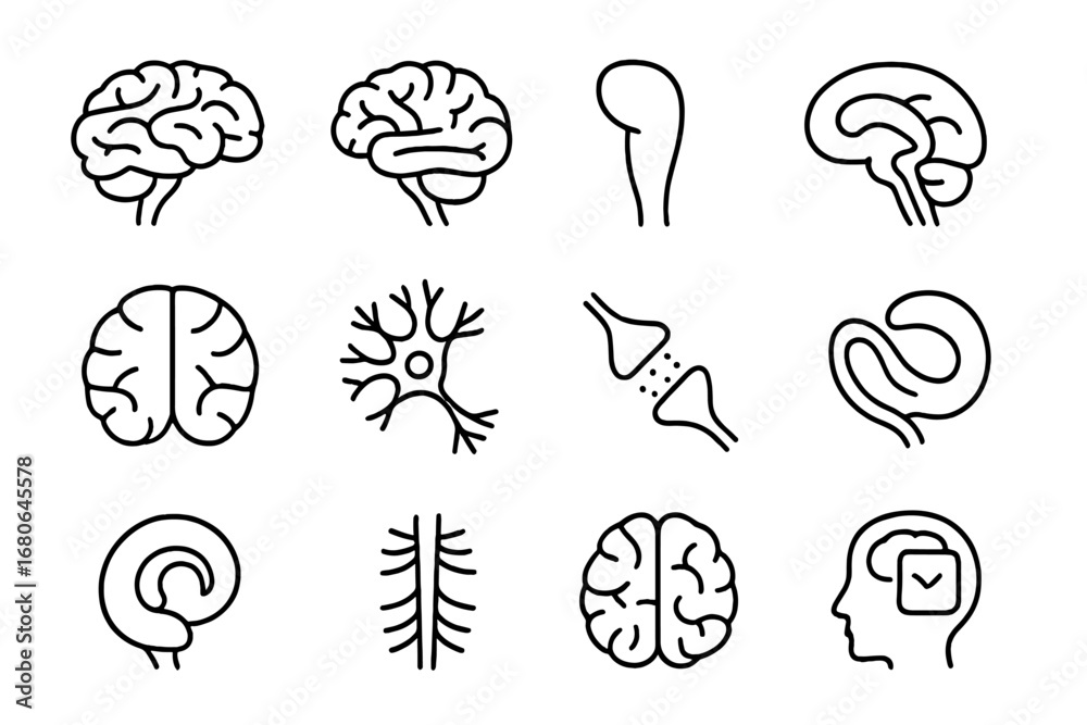 Brain Anatomy Icons. Outline icon set of brain anatomy poster: cerebrum ...