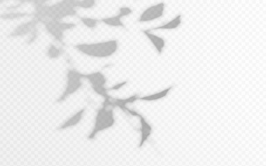 Wall Mural - shadow overlay from tree branch on a transparent background.