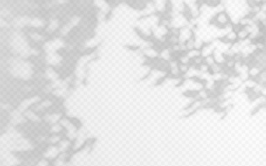 Wall Mural - shadow overlay of abstract foliage branch on transparent background