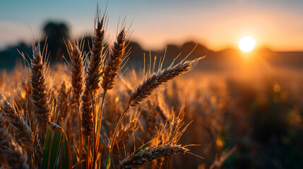 golden wheat field glowing in warm sunlight, closeup of ripe grain with blurred background, peaceful