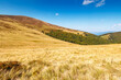 © Pellinni - calm autumn day in carpathian mountains. deciduous trees on the grassy hills of krasna ridge. sunny scenery of transcarpathia in fall season under blue sky with clouds. beauty in nature concept