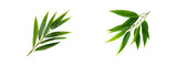 Bamboo leaf isolated on transparent background, PNG format, cut out