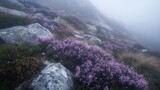 Misty mountain heather field