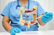 © Warawan - Intestine, Asian woman holding human anatomy model.