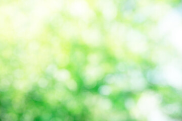 Wall Mural - green bokeh