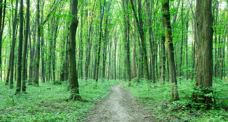  Forest trees. nature green wood sunlight backgrounds