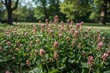 © AImmersive Imagery - Red Clover Growing in a Green Meadow