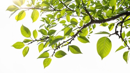 White background featuring a single tree branch with vibrant green leaves