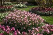 © -Quantum Pixels- - Perennial primroses blooming in a vibrant spring garden with shades of pink and burgundy