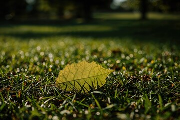 Wall Mural - Close-Up of a Leaf's Shadow in an Outdoor Setting