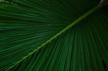 Wall Mural - natural green palm leaves with fan-like patterns and light texture