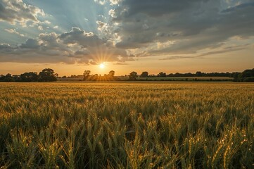 Wall Mural - a stunning summer evening scene in a valley, showcasing a shimmering field of golden wheat illuminat