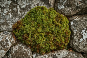 Wall Mural - Wall Adjoined by Moss Green