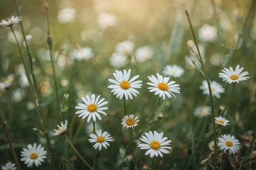 Wall Mural - Numerous Daisy Blooms Scattered Across a Field with Stunning Bokeh