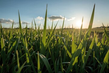 Wall Mural - Vibrant green grass sways under the golden glow of the late afternoon sun beneath a bright blue sky