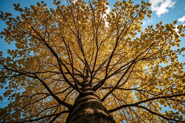 Wall Mural - Gazing upwards through the vibrant autumn leaves of a Honey Locust tree.