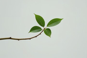 Wall Mural - Single green twig with leaves from a tree