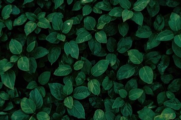Wall Mural - Abstract wallpaper featuring a natural green leaf background