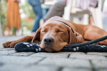 Wall Mural - Tranquil Labrador Puppy Naps on Asti Street, Italy