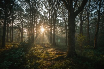 Wall Mural - Enchanted woodland bathed in golden evening sunlight filtering through tree limbs. Mystical trees within a dense forest. Twilight mist, foliage, moss, and greenery in a natural setting. Photograph