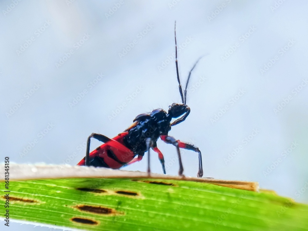 macro photo with blurred background of assassin bugs (Reduviidae ...
