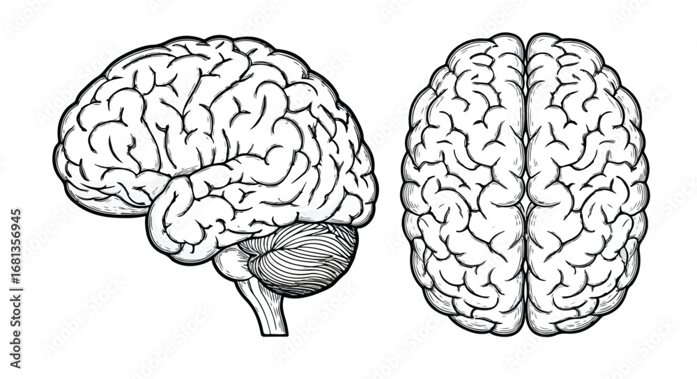 A Human Brain Anatomy a Detailed Medical Drawing of Brain Structure in ...