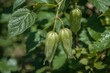 © vxnaghiyev - Physalis angulata producing fruit in a garden setting.