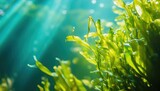 Aquatic Marine Plant Spirulina: Seaweed From Underwater With Nutritious Algae, Benefits For Health And Wellness.