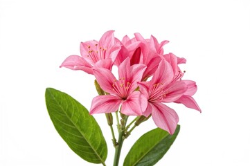 Canvas Print - pink houttuynia flowers on a white backdrop