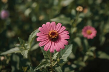 Canvas Print - bright pink zinnia blossoming in a meadow