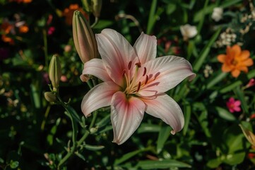 Canvas Print - beautiful pink asiatic lily blooming in a garden setting with a natural summer backdrop