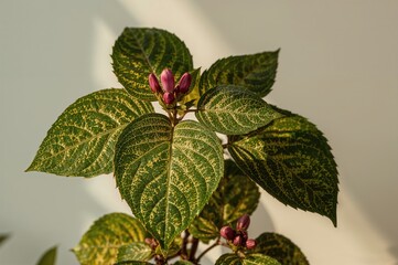 Wall Mural - A plant known as Daun Kupu-Kupu, scientifically named Bauhinia purpurea, has leaves that look like butterfly wings