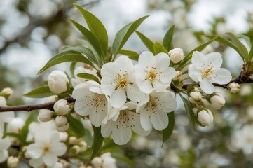 Canvas Print - lovely springtime scenery with pear tree blossoms up close, artistic natural background.