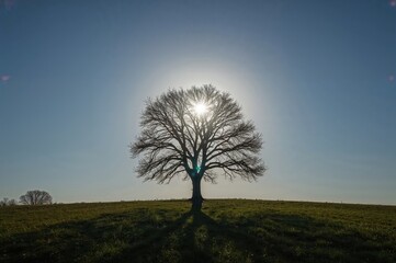 Wall Mural - radiant sunlight beams down on a solitary tree in a unique scenic setting.