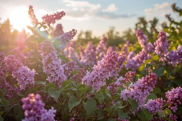 Canvas Print - wide-angle shot of a colorful spectrum illuminating violet blossoms with ample text area.