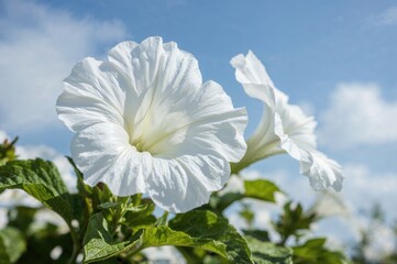 Canvas Print - bright sky above vibrant petunia hybrida blossoms