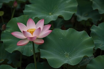 Canvas Print - green lotus leaf with pink lotus flower in buddhist ceremonies