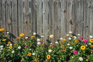 Canvas Print - garden flowers alongside a wooden fence