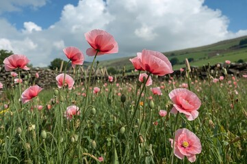 Canvas Print - bright pink poppies dancing gently in a wild garden setting during early summer