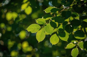 Wall Mural - lush green foliage glowing under gentle yellow lighting with a stunning bokeh blur.