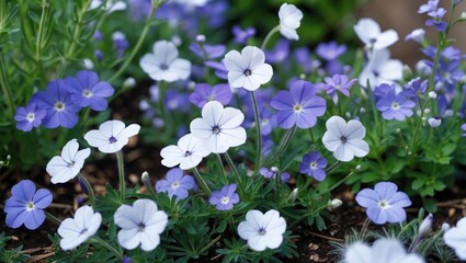 Wall Mural - Colorful flowering groundcover with white and blue-purple blossoms in the yard