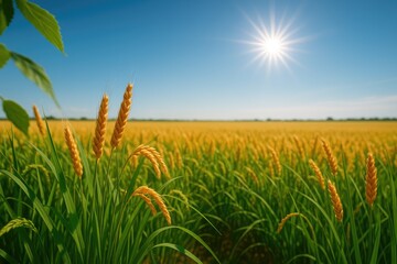 agricultural landscape featuring wheat and rice fields beneath a sunny sky