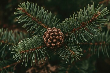 Wall Mural - Pinecone in a dense woodland